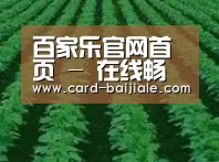 种植基地六(图1)